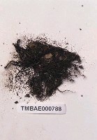 藏品(擬刺邊小金髮苔)的圖片